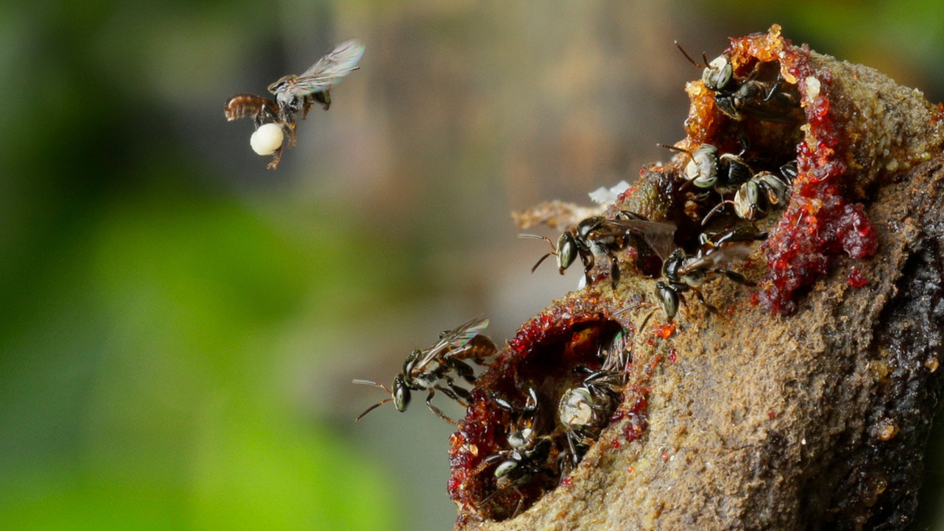 Mandai Rainforest Resort by Banyan Tree Stingless Bees